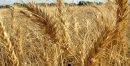 ۹۰ هزار تن گندم از مزارع سرپل‌ذهاب برداشت می شود