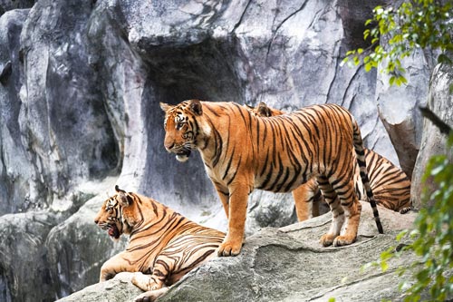 معروفترین و بزرگترین باغ وحش های جهان